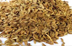 Carrot Seed