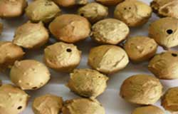 Gallnut